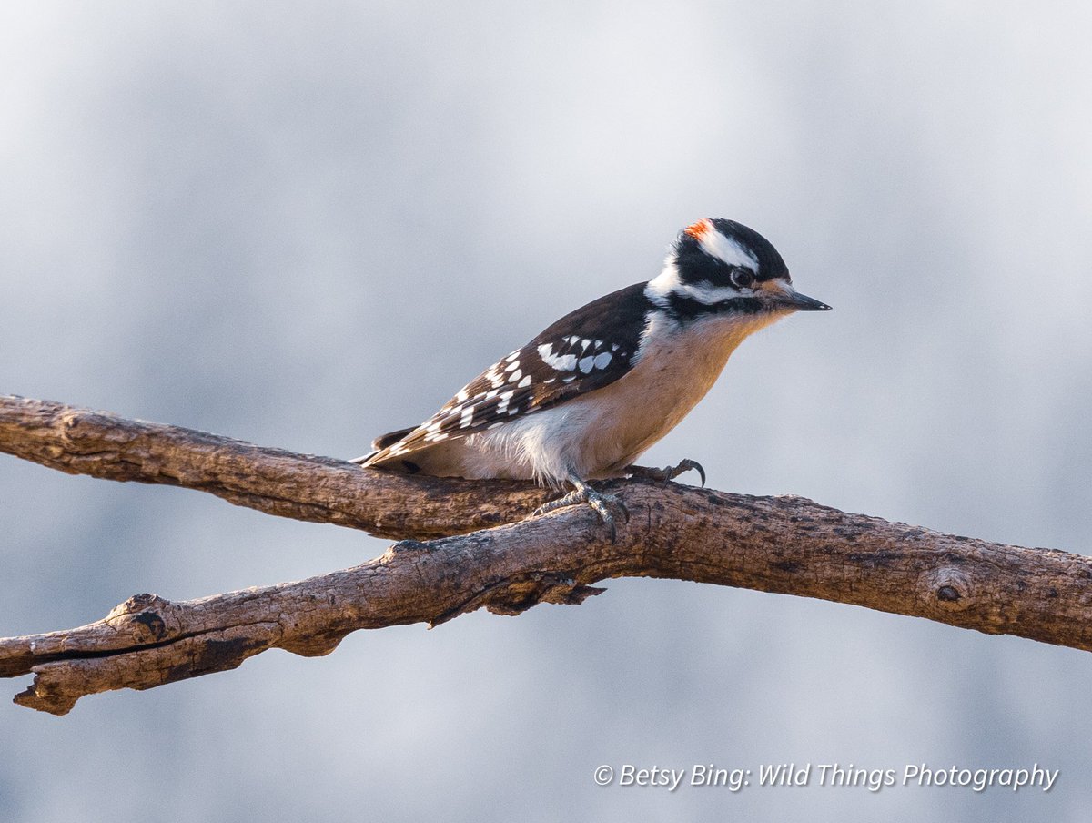 Downy woodpeckers are photogenic 😊😊