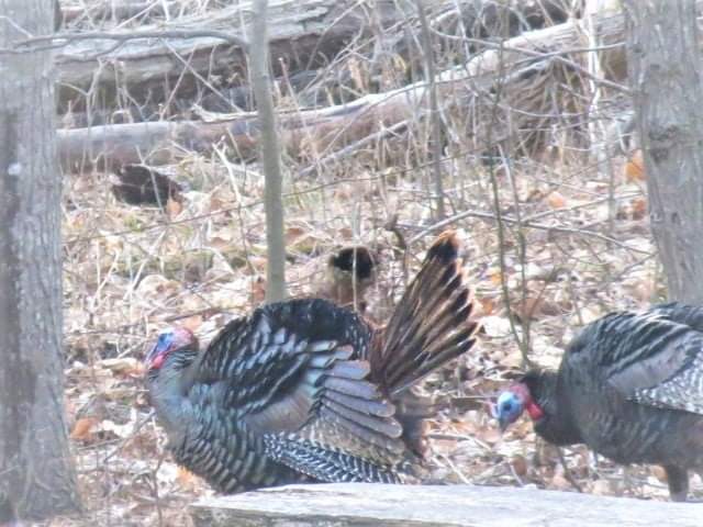 Doe & Arrow Hunting tweet media