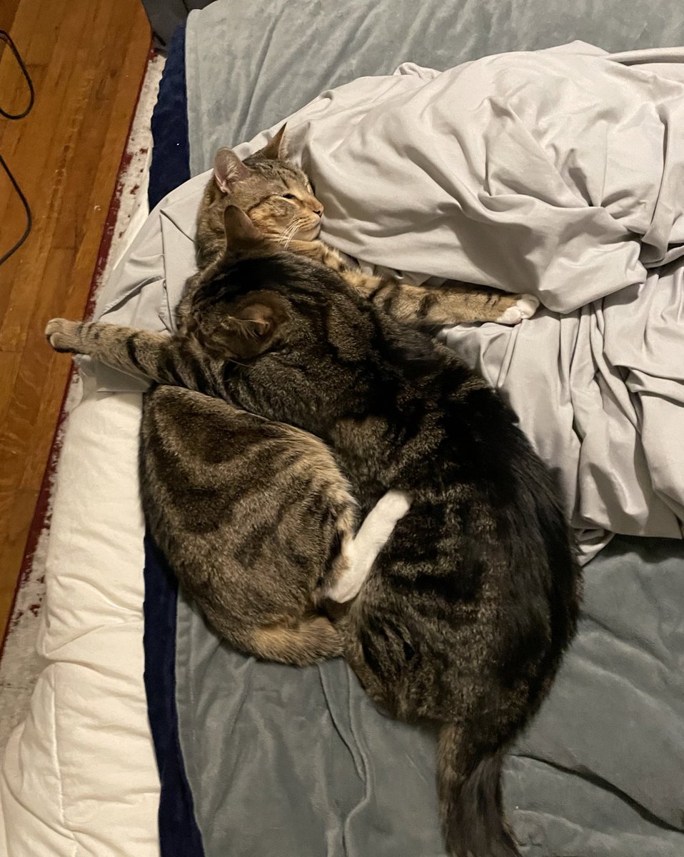 k_talts's tweet photo. Hard to believe these little cuddle monsters are 2 years old today 🥺💜 https://t.co/x2ATd8s2kn