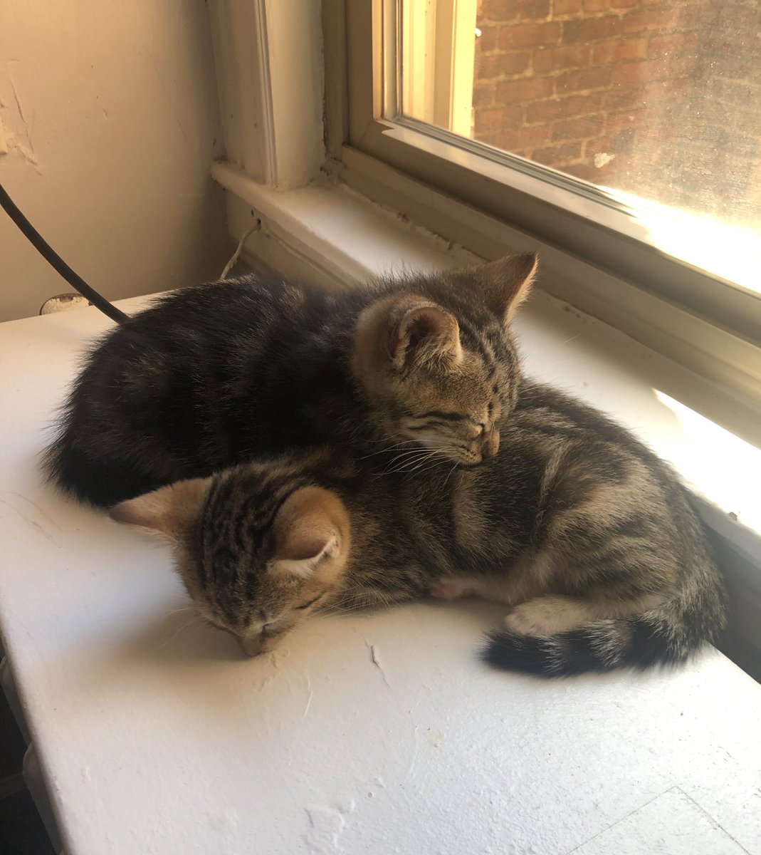 k_talts's tweet photo. Hard to believe these little cuddle monsters are 2 years old today 🥺💜 https://t.co/x2ATd8s2kn
