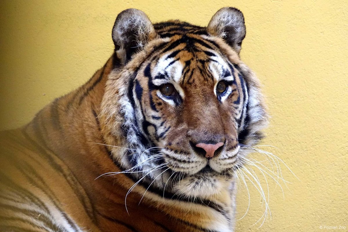 ifawglobal's tweet photo. Update: IFAW has partnered with the Poznań Zoo in Poland to provide temporary shelter &amp; care for wildlife rescued from the conflict in Ukraine. Thank you to the zoo's incredible team &amp; those who risked their lives transporting these animals to safety: https://t.co/Hoq7Sdrj9F https://t.co/XuVoeoyx9H