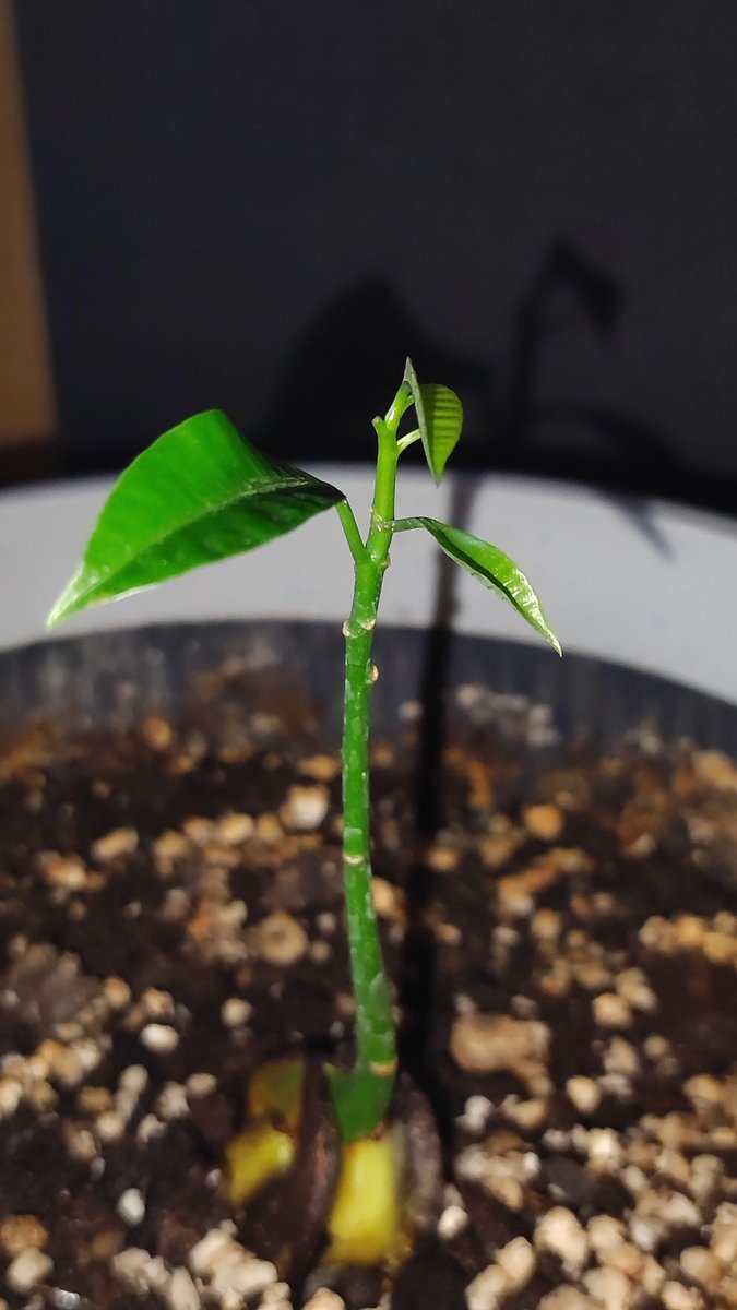 kmotra_liska's tweet photo. Válka neválka, přes sobotní #MiniMango nejede vlak.
Má po x listech, co shodilo, konečně jeden nový, který, zdá se, neupadne 😍.
Roste oproti #LosAvocados směšně pomalu, ale musím zopakovat, že je to ta nejkrásnější zelená, jakou znám. https://t.co/h8SX6pxrPm