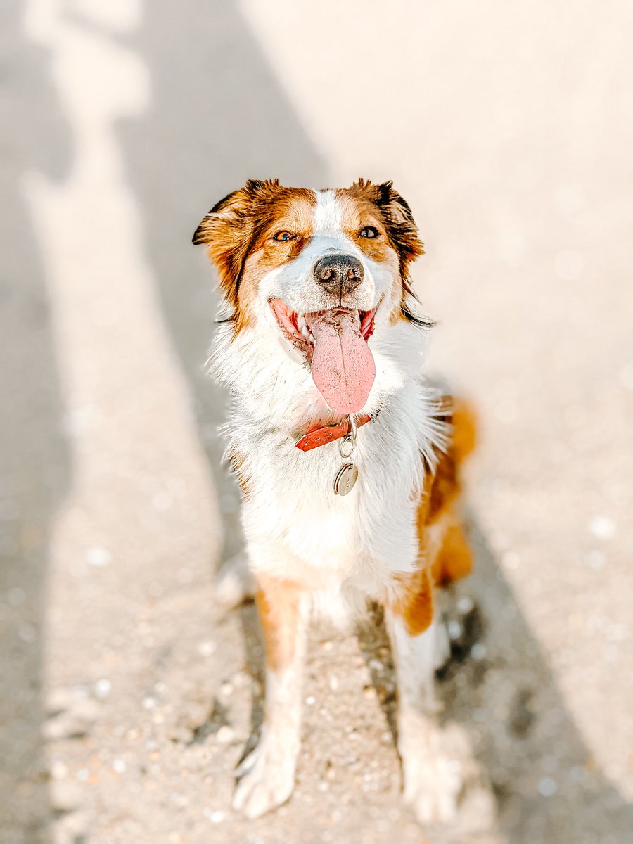 Beach day, best day. Happy weekend Twitter dog fam 😘 #dogsoftwitter #twitterdogcommunity #beachfun