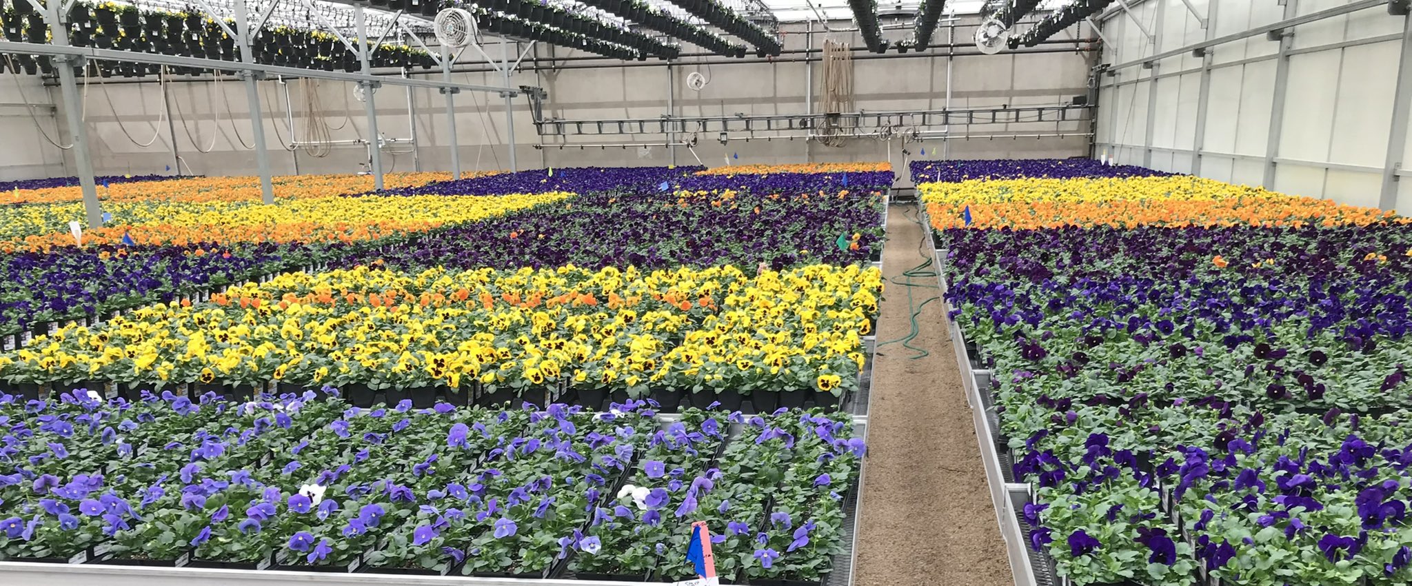 Bell Nursery on Twitter "Pansies for miles! Your local Home Depot is