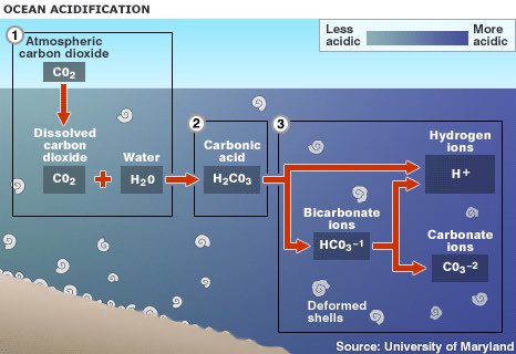 Connecting topic. Ocean acidification. 9. Ocean acidification. Ocean acidification фото. Ocean acidification пути решения.