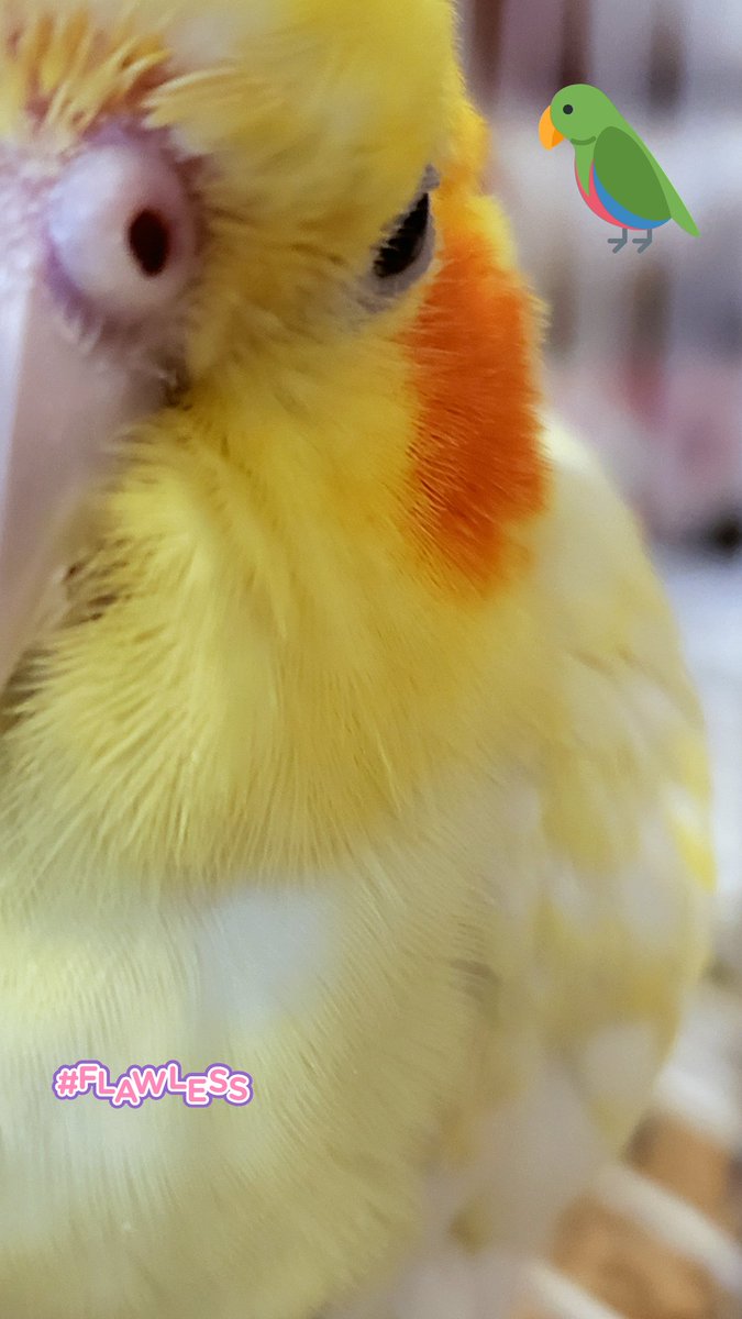 Koizumi_Risa's tweet image. Fala se essa criança não é perfeita, gente? 😍💕 que orgulhinho. Filho meu, né 🥰

#pikachu
#calopsitas
#passarinhos
#meupet
#meuamor