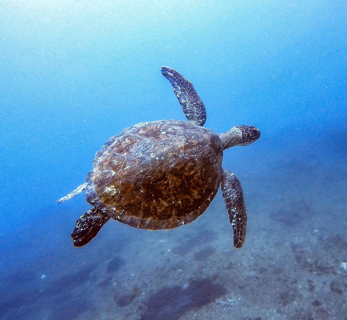 MarExpeditions's tweet photo. We see four different species of turtle in Zavora. Interns are required to identify and photograph them for our turtle ID project. Can you guess which species this is? 🌊🐢 

📷: @naturenakk 
#turtle #conservation #mozambique https://t.co/cBvkuSA9Gj