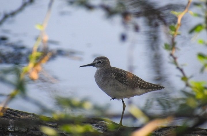 Dharmeshjraval4's tweet photo. Wood Sandpiper!!
#IndiAves @IndiAves
#luv4wilds @WorldofWilds
@ThePhotoHour @BirdLife_Asia #nikonindia #birdphotography #BBCWildlifePOTD @BirdWatchingMag @NatureIn_Focus @NikonIndia #ThroughYourLens
#BirdsSeenIn2022 https://t.co/9lDi2idtGA