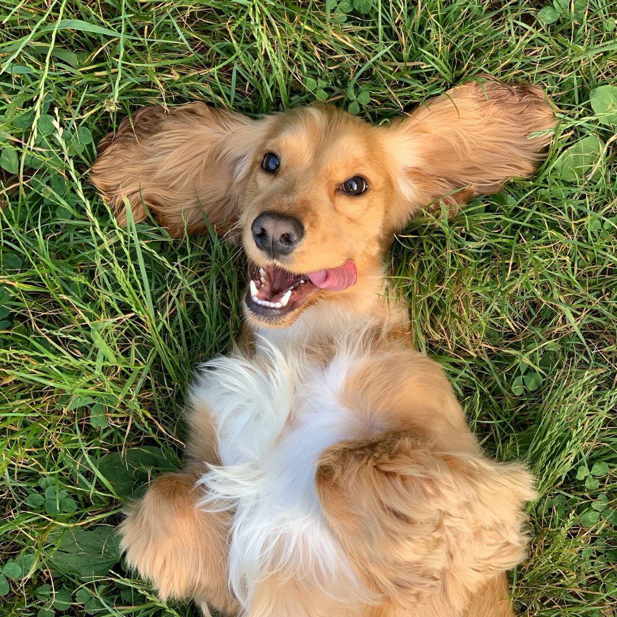 Handpawproject's tweet photo. Did you hear? 

Hand and Paw Project now offers Paw Prints Rewards, our new Loyalty Program? 

Earn points by signing up, and on every purchase!

Check out our website for more details and sign up...
https://t.co/B3ZUi81WM9

Photo by https://t.co/kW3WWzbjZi? https://t.co/eQ3YKsN0bD