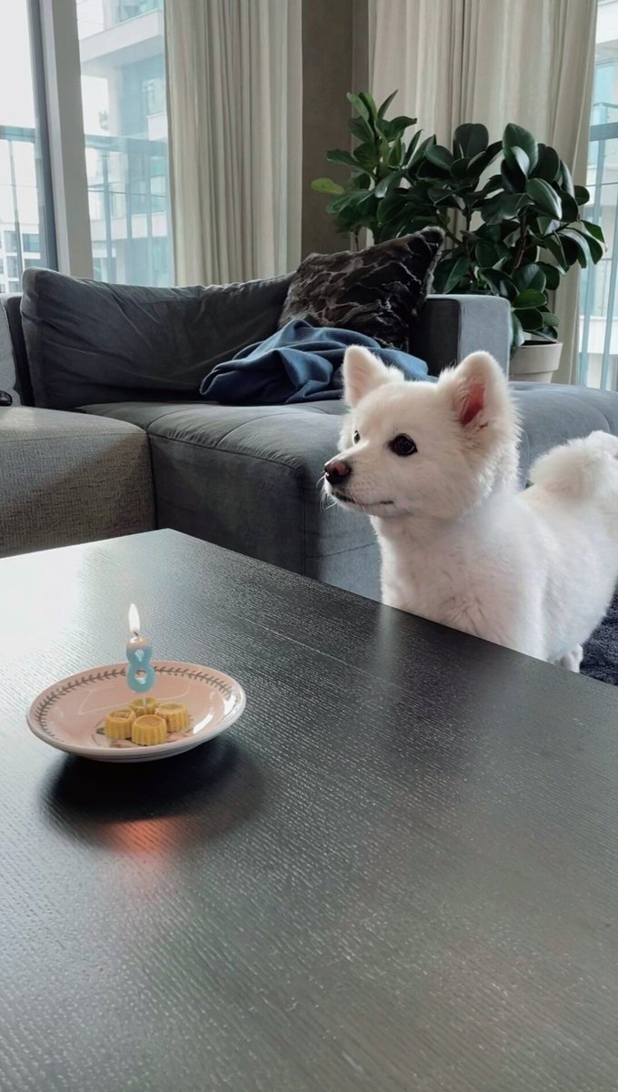 randomjoonie's tweet image. happy birthday to the cutest dog moni

ALWAYS WITH RMONI
#MoniDay #모니야생일ㅊㅋ #방탄소년단RM