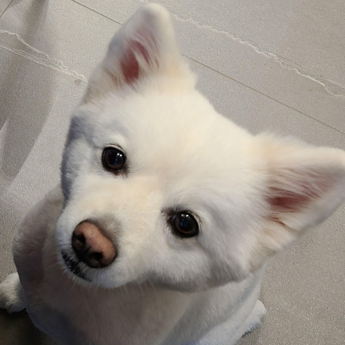 randomjoonie's tweet image. happy birthday to the cutest dog moni

ALWAYS WITH RMONI
#MoniDay #모니야생일ㅊㅋ #방탄소년단RM