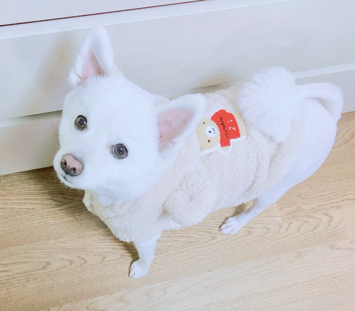 randomjoonie's tweet image. happy birthday to the cutest dog moni

ALWAYS WITH RMONI
#MoniDay #모니야생일ㅊㅋ #방탄소년단RM