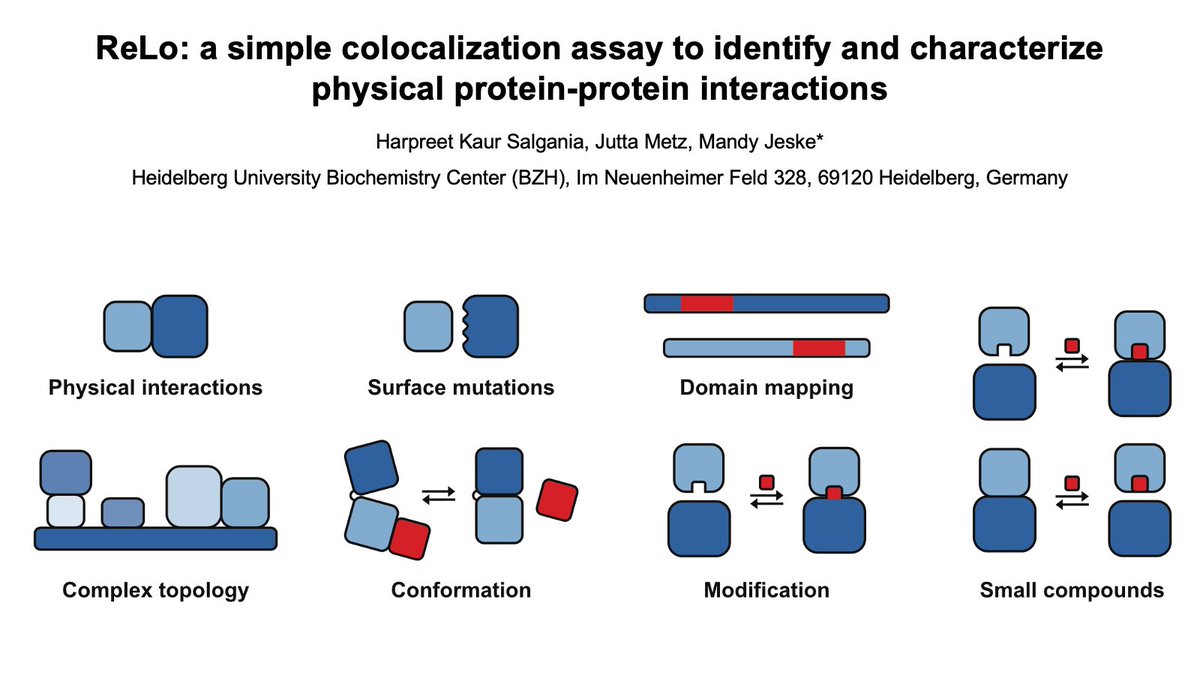 Looking for a simple and versatile protein-protein interaction assay?

One that also works with tricky proteins? 
-&gt; Try ReLo

Great work by Harpreet and Jutta online today at BioRxiv:
biorxiv.org/content/10.110…
