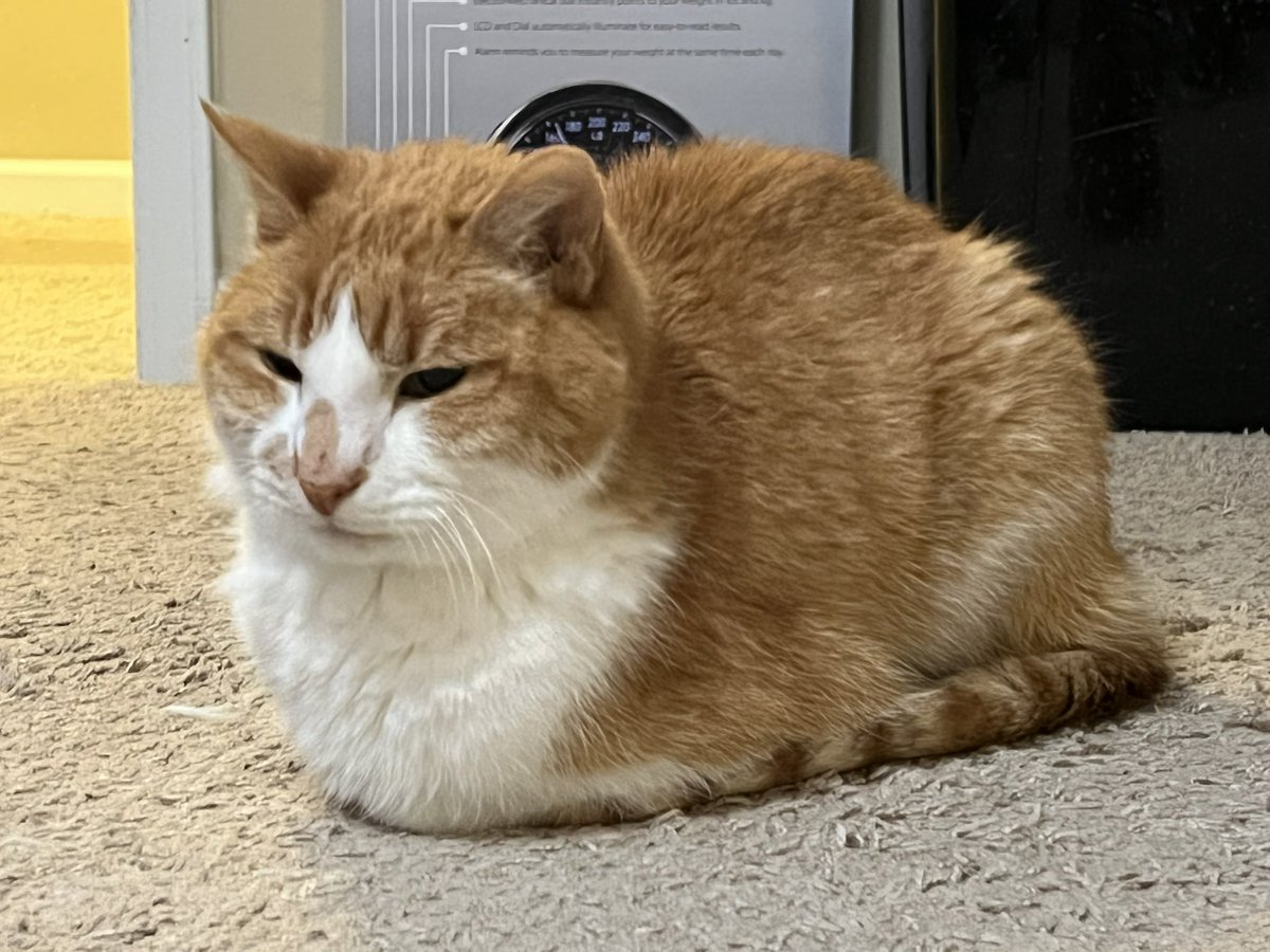 chuggaaconroy's tweet photo. Kirby is loafing around! https://t.co/sLCW10JFaD
