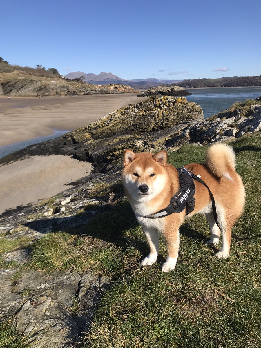 beckers1000's tweet photo. Lovely sunny day at Borth y Gest today 😊🐕🏴 #wales #porthmadog #borthygest #walkes #shiba #dogsoftwitter https://t.co/eoh0YaeeMj