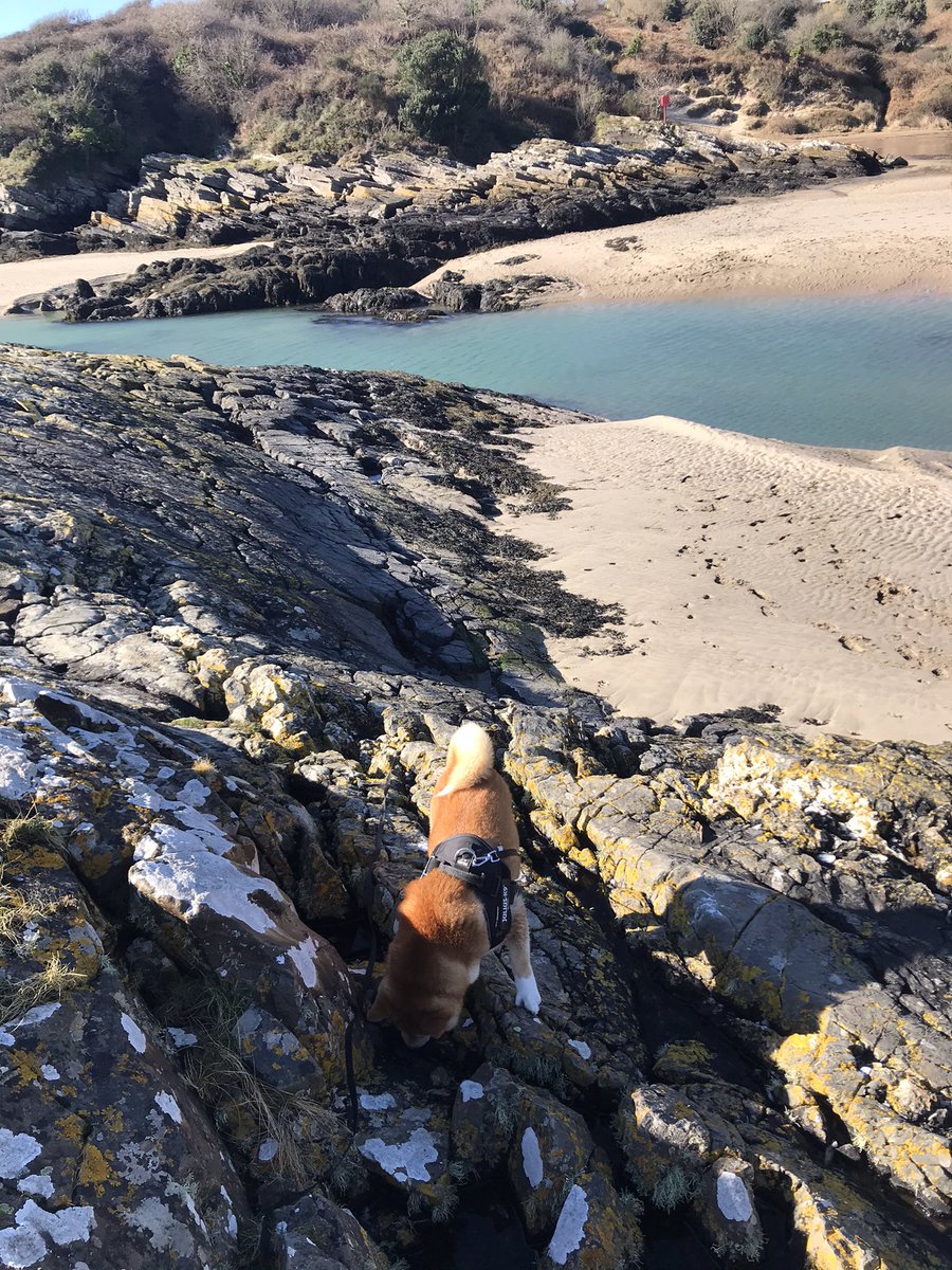 beckers1000's tweet photo. Lovely sunny day at Borth y Gest today 😊🐕🏴 #wales #porthmadog #borthygest #walkes #shiba #dogsoftwitter https://t.co/eoh0YaeeMj