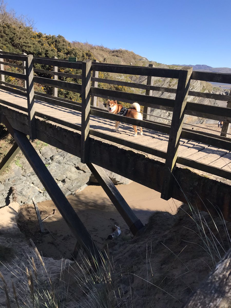beckers1000's tweet photo. Lovely sunny day at Borth y Gest today 😊🐕🏴 #wales #porthmadog #borthygest #walkes #shiba #dogsoftwitter https://t.co/eoh0YaeeMj
