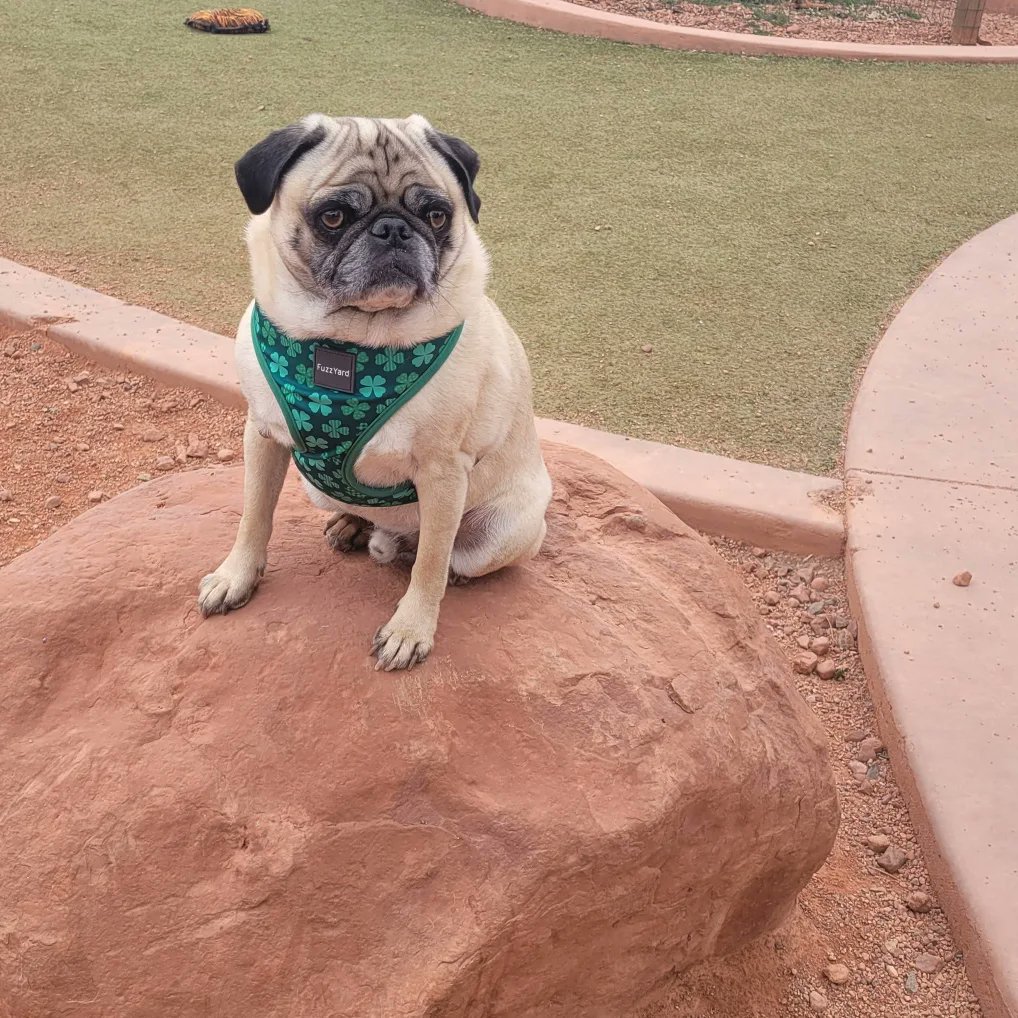 mrwugglythepug's tweet image. At the pug sedona social!! Had a blast at the dog park and the trail!!! 
#pugsocial #pugfun #AZ #sedona #funtimes #fun