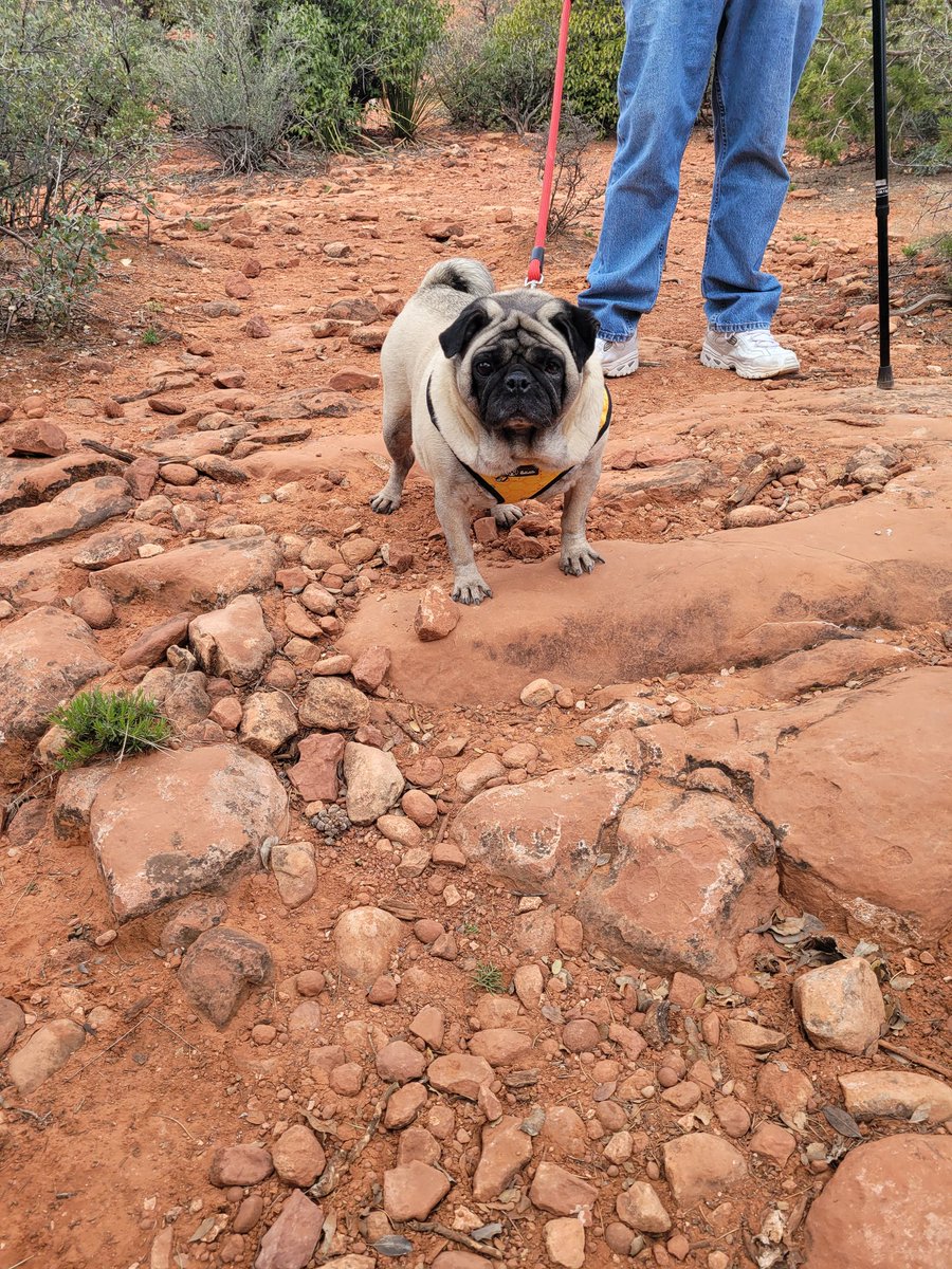 mrwugglythepug's tweet image. At the pug sedona social!! Had a blast at the dog park and the trail!!! 
#pugsocial #pugfun #AZ #sedona #funtimes #fun