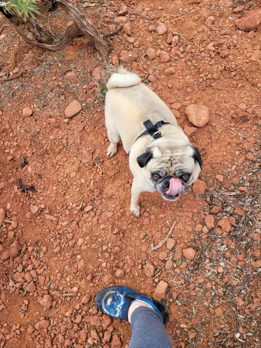mrwugglythepug's tweet image. At the pug sedona social!! Had a blast at the dog park and the trail!!! 
#pugsocial #pugfun #AZ #sedona #funtimes #fun