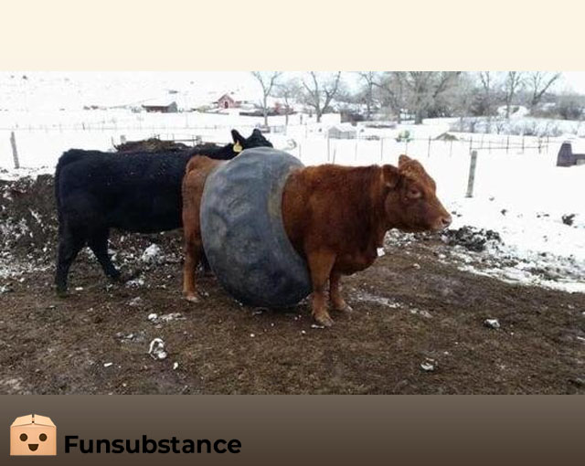 FunSubstance's tweet image. Waddup? Never seen a Moola Hoop? 🤣🐮

funsubstance.com/fun/637880/wad…

#FunSubstance #Fun2022 #Fun #FunSubstance2022 #FunnyMemes2022 #Cow #FunAnimals #MoolaHoop