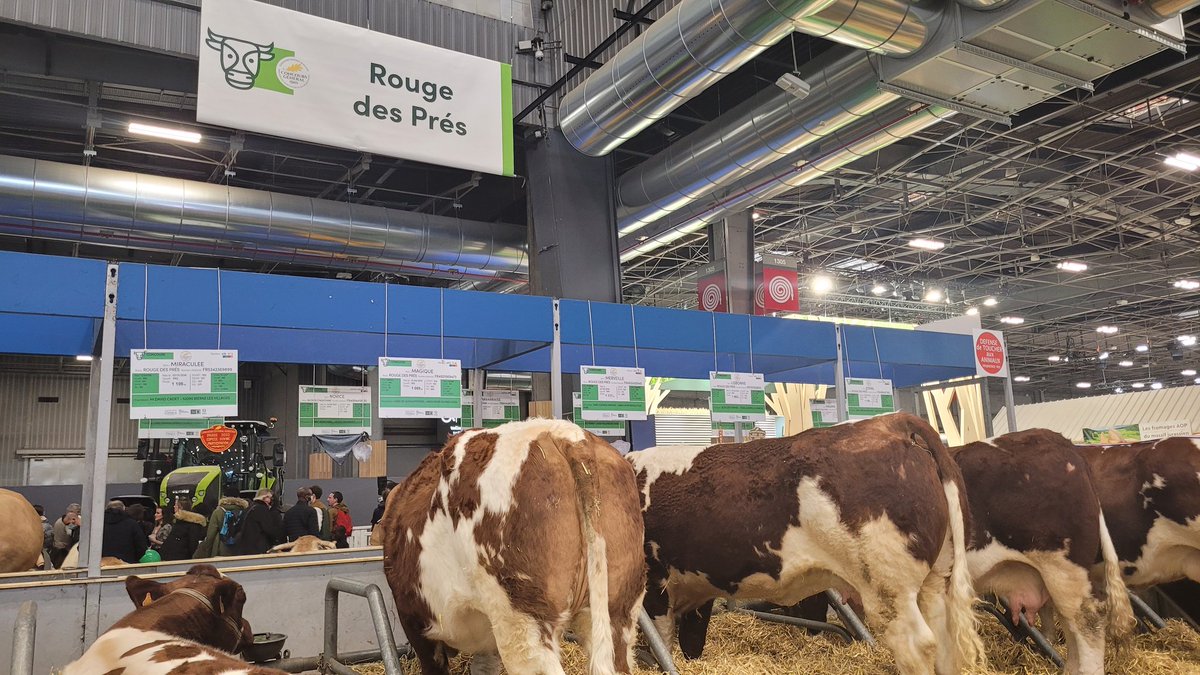 #Sia2022 La race Rouge des Prés autrefois appelée Maine-Anjou. La région <a href="/paysdelaloire/">Pays de la Loire</a> <a href="/ChambagriPdL/">Chambres agri PdL</a> fiers de ses éleveurs au <a href="/salondelagri/">Salon International de l'Agriculture</a> hall 1