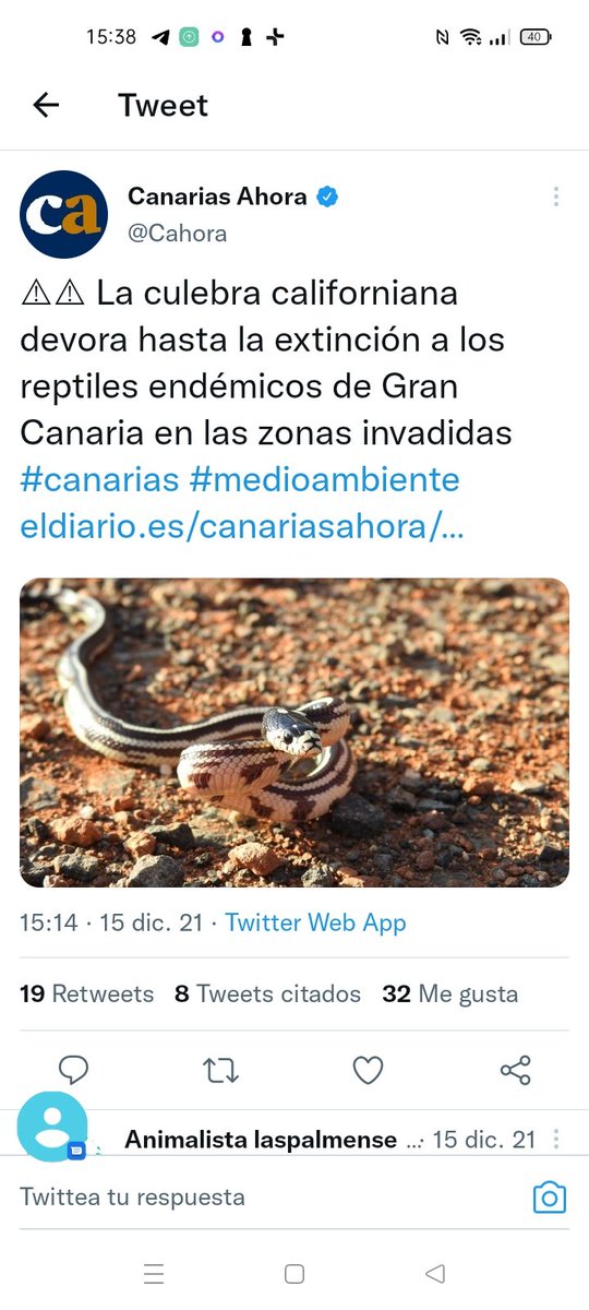 OpenEye95053629's tweet photo. @GAyalaBarrera @donandrea89 Por #Canarias hay mucha
#culebrarealcaliforniana que también come. https://t.co/pyd8TERWzm