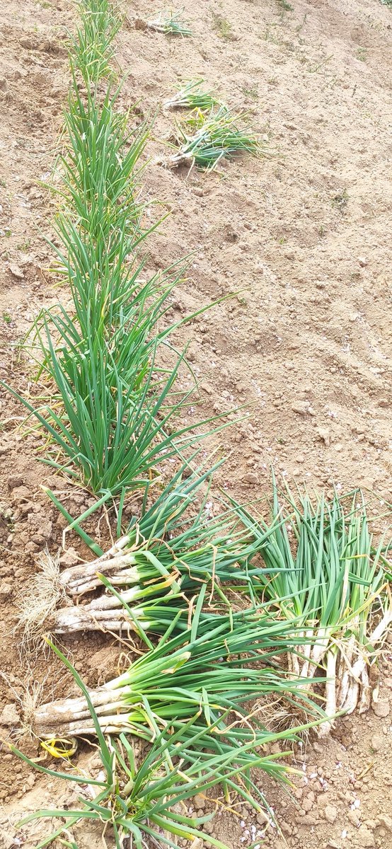 CalTico's tweet photo. Collita pròpia Km.0
#calçots @caltico @barricantorres #CanTorres #CanTorresmola https://t.co/ZXDgGsVdGM