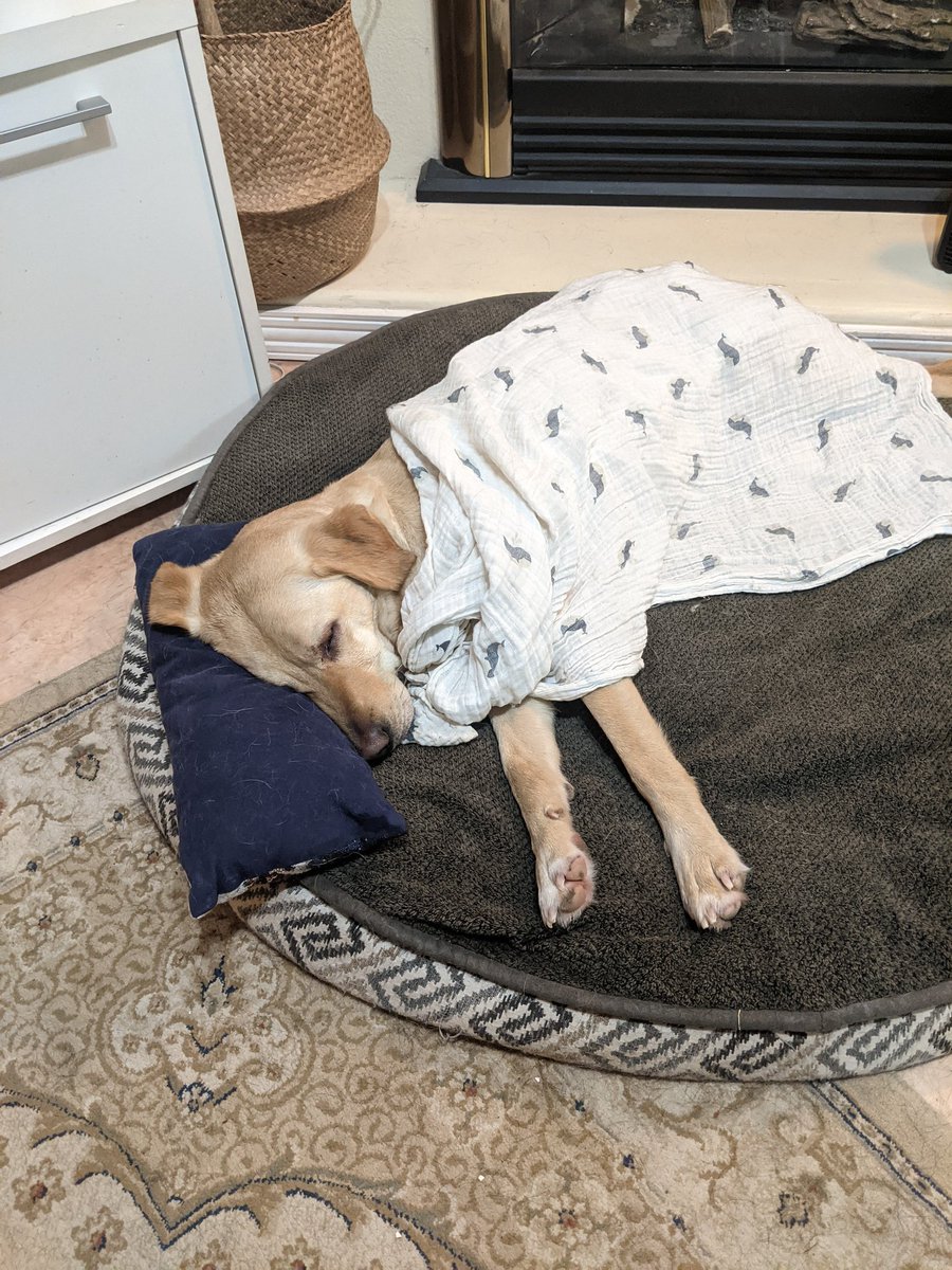 *home insurance company* - "do you have any attack or guard dogs?"
*Us* - "not good ones.."