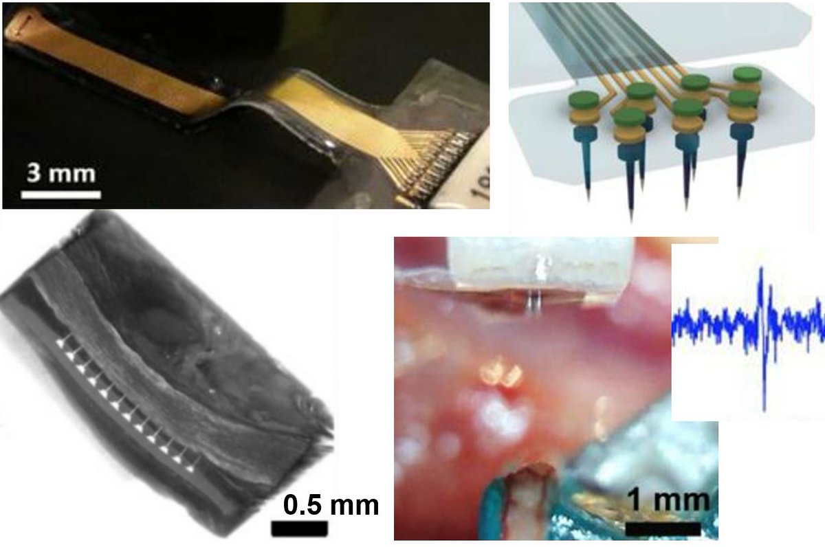 Tim Bruns (@tim_bruns) on Twitter photo 📢Preprint for recent project collab led by <a href="/seymourjp2/">cryptocecco.eth</a> developing microneedle array for peripheral nerve interfacing. Tiny needles for tiny nerves!
#NIH_SPARC funded. #pneurolab <a href="/sparc_science/">SPARC.science</a>
biorxiv.org/content/10.110… 📢Preprint for recent project collab led by <a href="/seymourjp2/">cryptocecco.eth</a> developing microneedle array for peripheral nerve interfacing. Tiny needles for tiny nerves!
#NIH_SPARC funded. #pneurolab <a href="/sparc_science/">SPARC.science</a>
biorxiv.org/content/10.110…