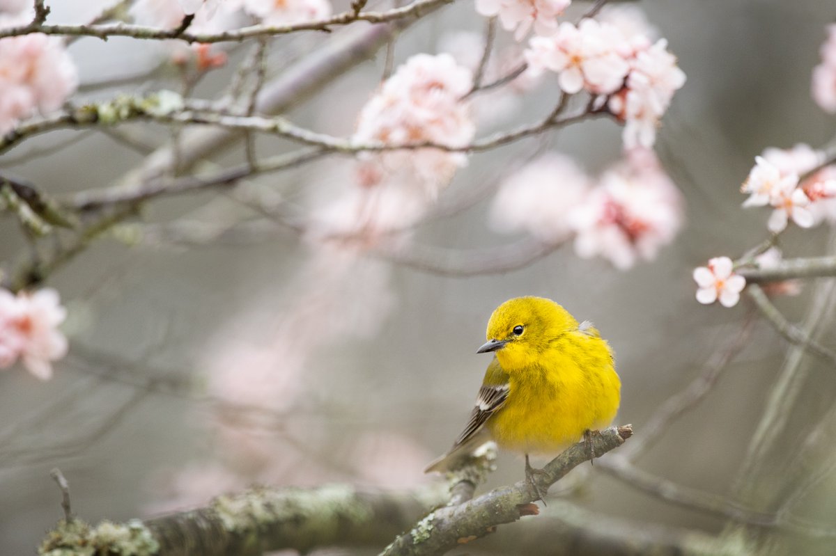 The sounds of birds, crickets, and rain make spring tranquil. Learn how you can enjoy this tranquility: ccmchearingcare.com/learn/more/mis… #hearing #hearinglosstest