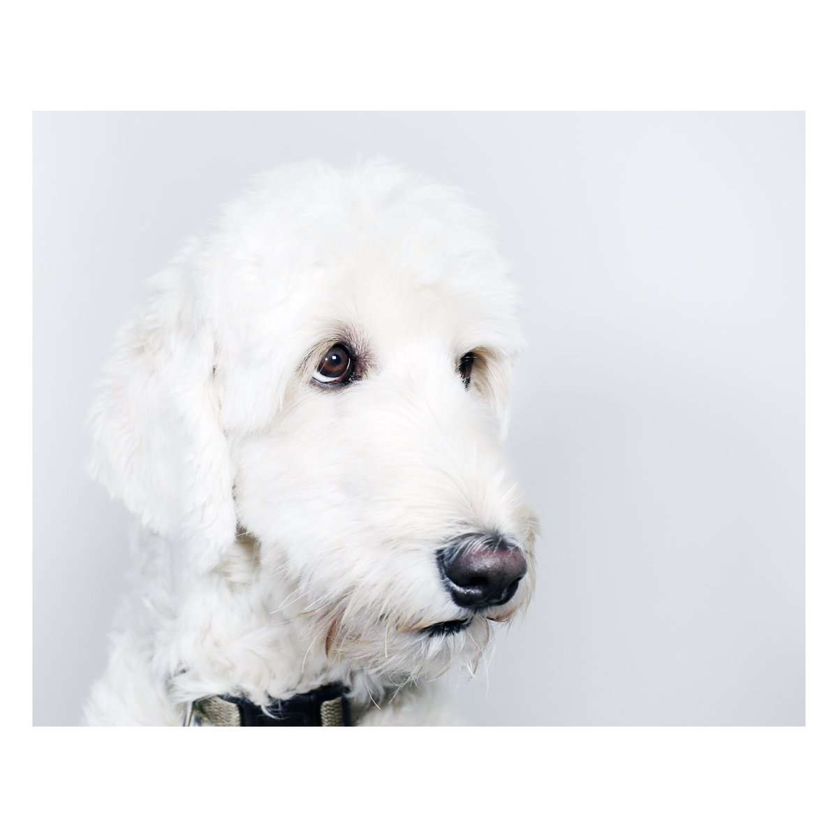 photo_shelby's tweet photo. Dougie, 2019
I’m revisiting Crufts next weekend for the first time since 2005 when I was taking pictures for Dogs Today magazine. I would love to obtain a press pass again this time, can anyone help a girl out?
#Crufts2022 @Crufts #dogstoday @DogsTodayForum @beverleycuddy https://t.co/CkI30Tghwy