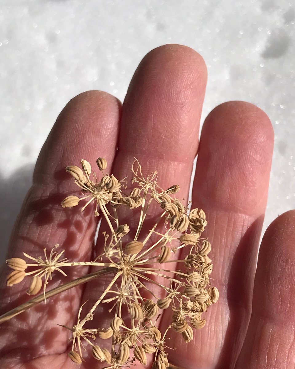 ColoradoNPS's tweet photo. #FruitingFriday #coloradonativeplantsociety  Harbouria trachypleura, whiskbroom parsley, is an early bloomer but drops seeds late. It’s the only species in its genus(monotypic) and endemic to a small region of the Front Range of CO. Incidentally, the seeds taste like caraway https://t.co/pCAQTSwSOI