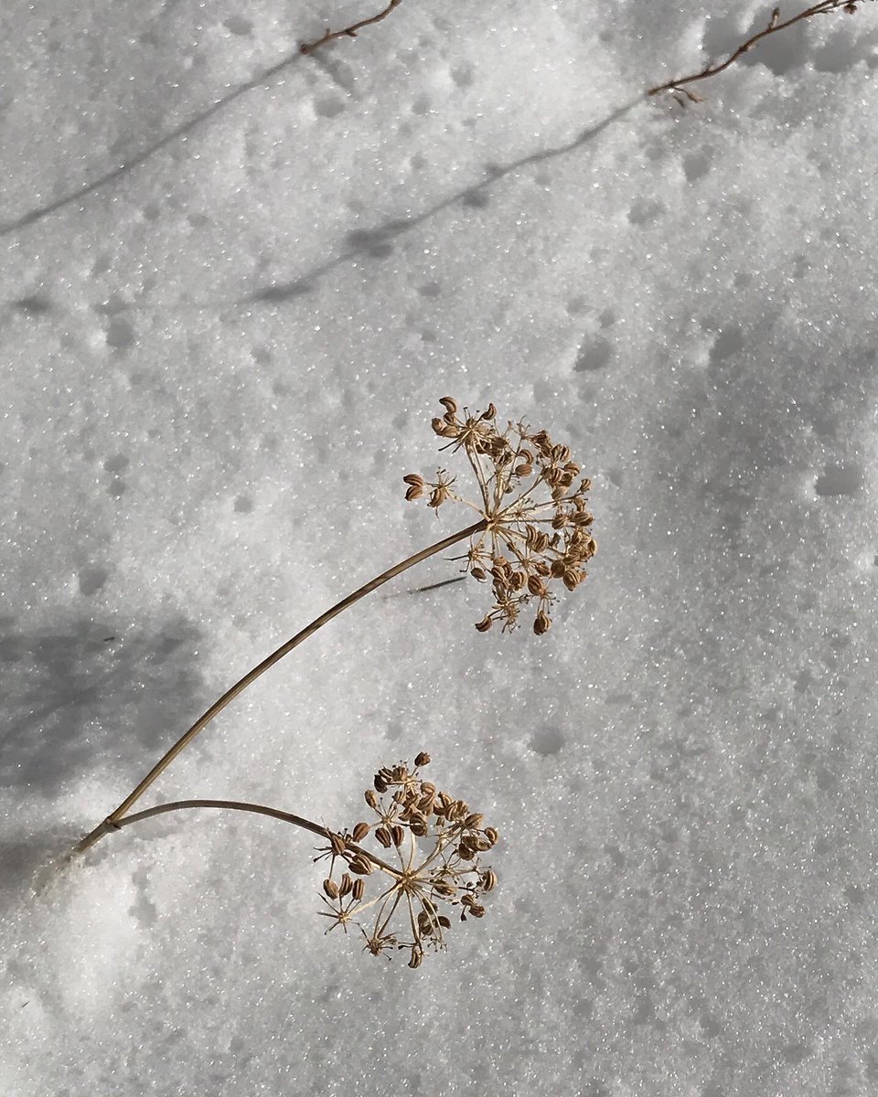 ColoradoNPS's tweet photo. #FruitingFriday #coloradonativeplantsociety  Harbouria trachypleura, whiskbroom parsley, is an early bloomer but drops seeds late. It’s the only species in its genus(monotypic) and endemic to a small region of the Front Range of CO. Incidentally, the seeds taste like caraway https://t.co/pCAQTSwSOI