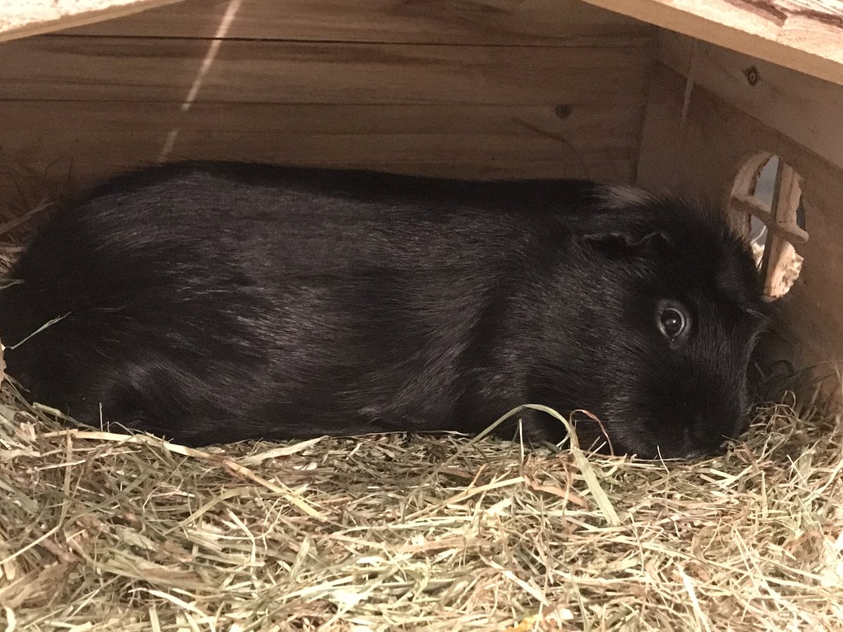 TedFranklinPigs's tweet photo. It’s our very first Gotcha Day! Started the day with some exciting new hay &amp; finishing it off with a snooze 😴 #gotchaday #oneyear https://t.co/4kiFbmyFuV