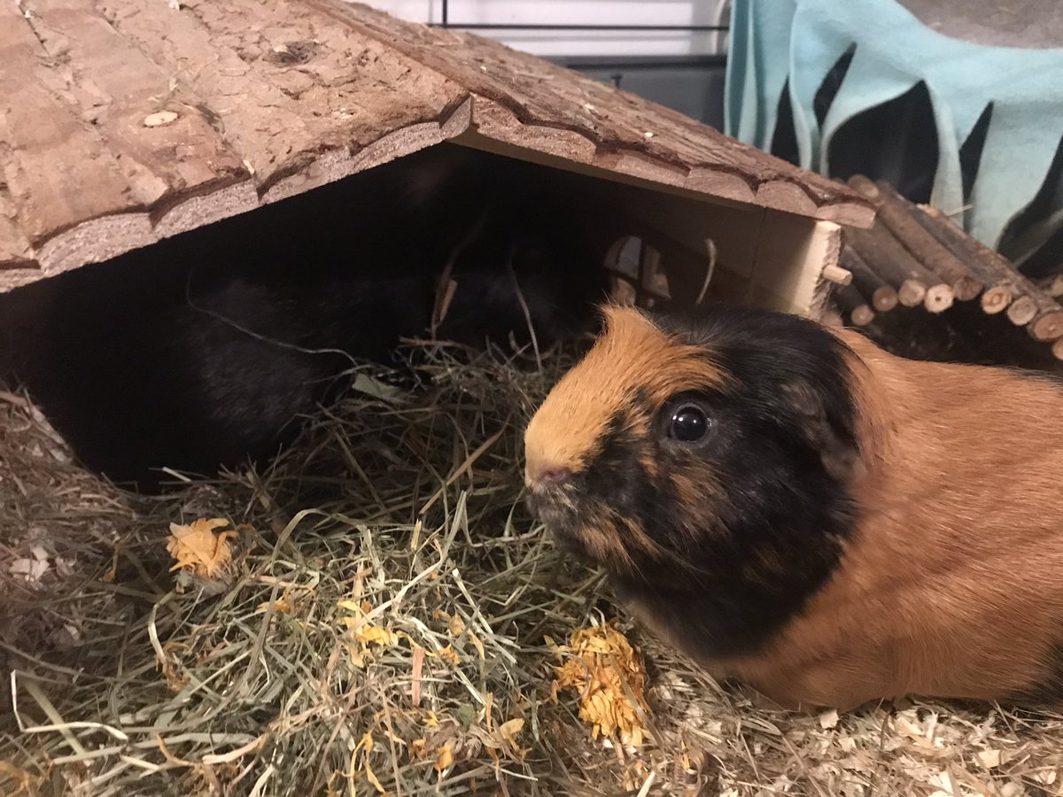TedFranklinPigs's tweet photo. It’s our very first Gotcha Day! Started the day with some exciting new hay &amp; finishing it off with a snooze 😴 #gotchaday #oneyear https://t.co/4kiFbmyFuV