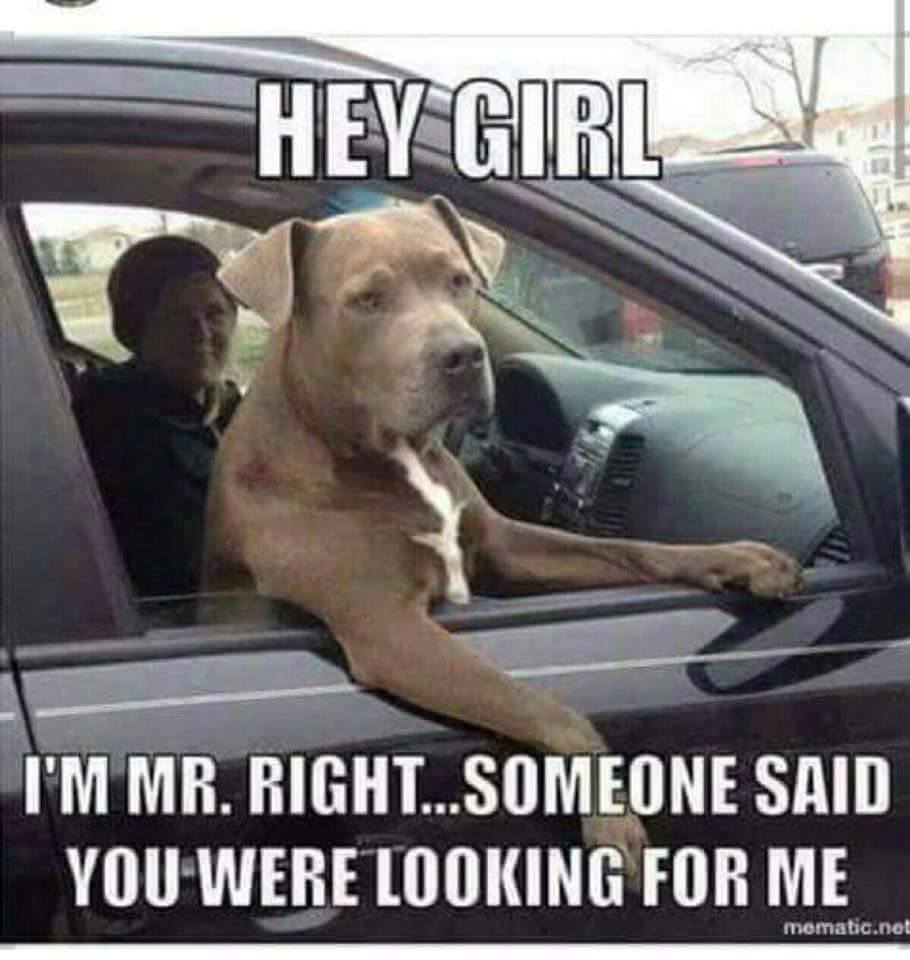 Pit Bulls Against Discrimination tweet media