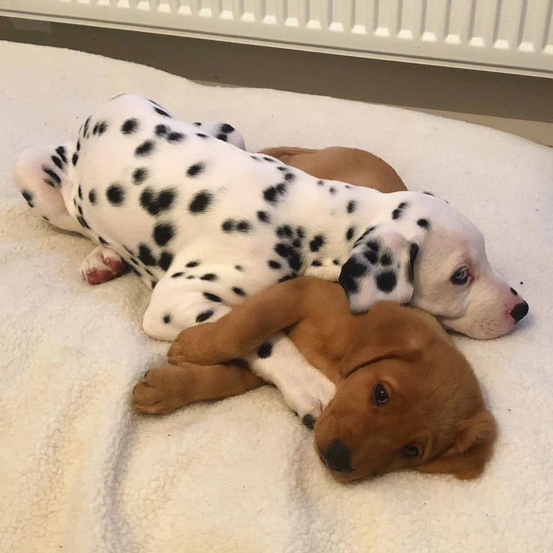 Necesito un 🐶 en mi vida tweet media