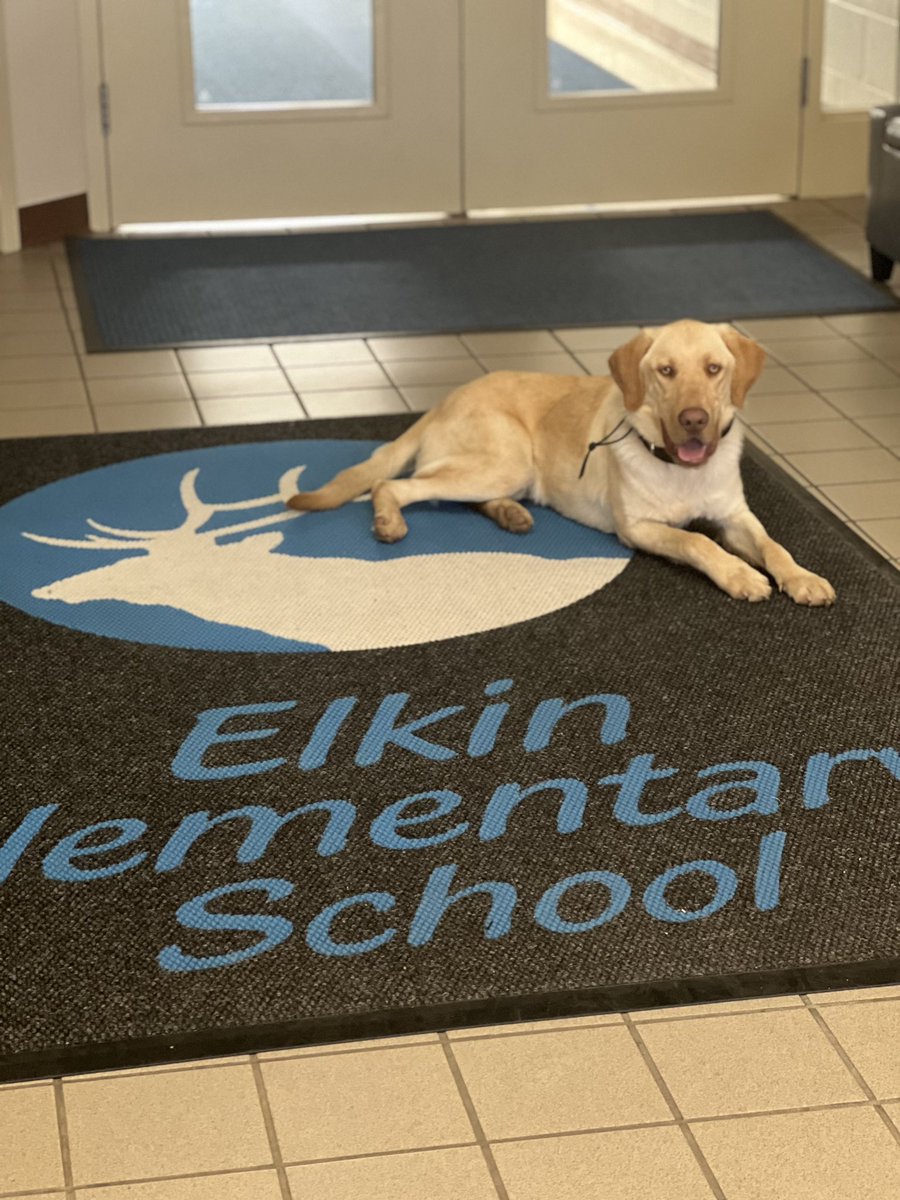 elkin_elem's tweet photo. Finn is home! ❤️💛💙 He’s already at work learning the ropes- he’s so excited to meet all of the amazing students @elkincity #therapydog #friendsoffinn #SEL #newhire https://t.co/F2zyqpTb8y