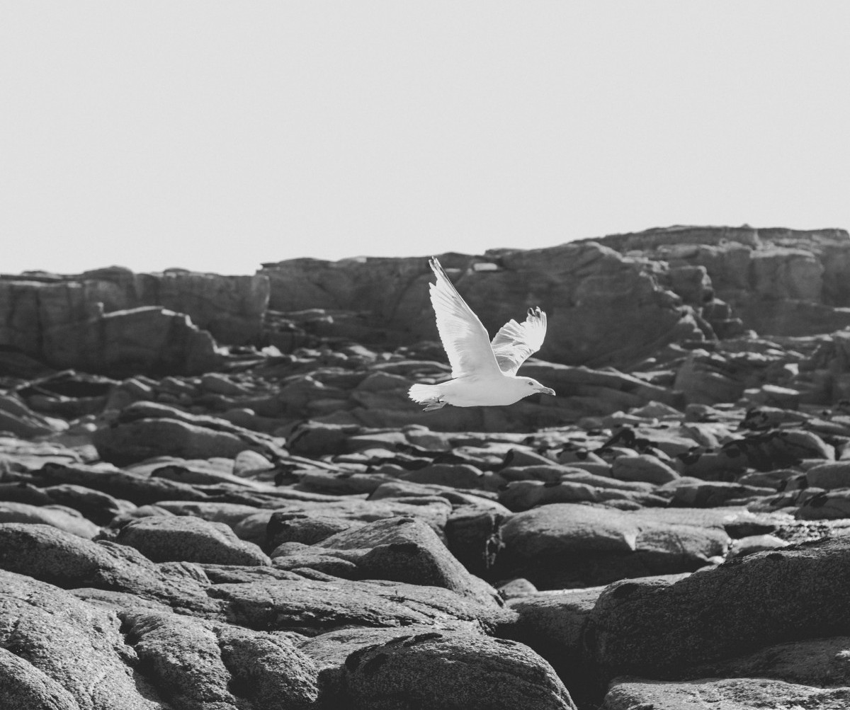 EditionsMasque's tweet photo. #Lacapture de Nicolas Lebel 👇

🌊 Morguélen. Un nom funèbre pour une île bretonne giflée par les vents.
🔍 Un terrain idéal pour la lieutenante Chen, lancée dans une traque sans merci. Dans son viseur : des tueurs à gages insaisissables, les Furies, déesses du châtiment. https://t.co/NUO1uT3q5T