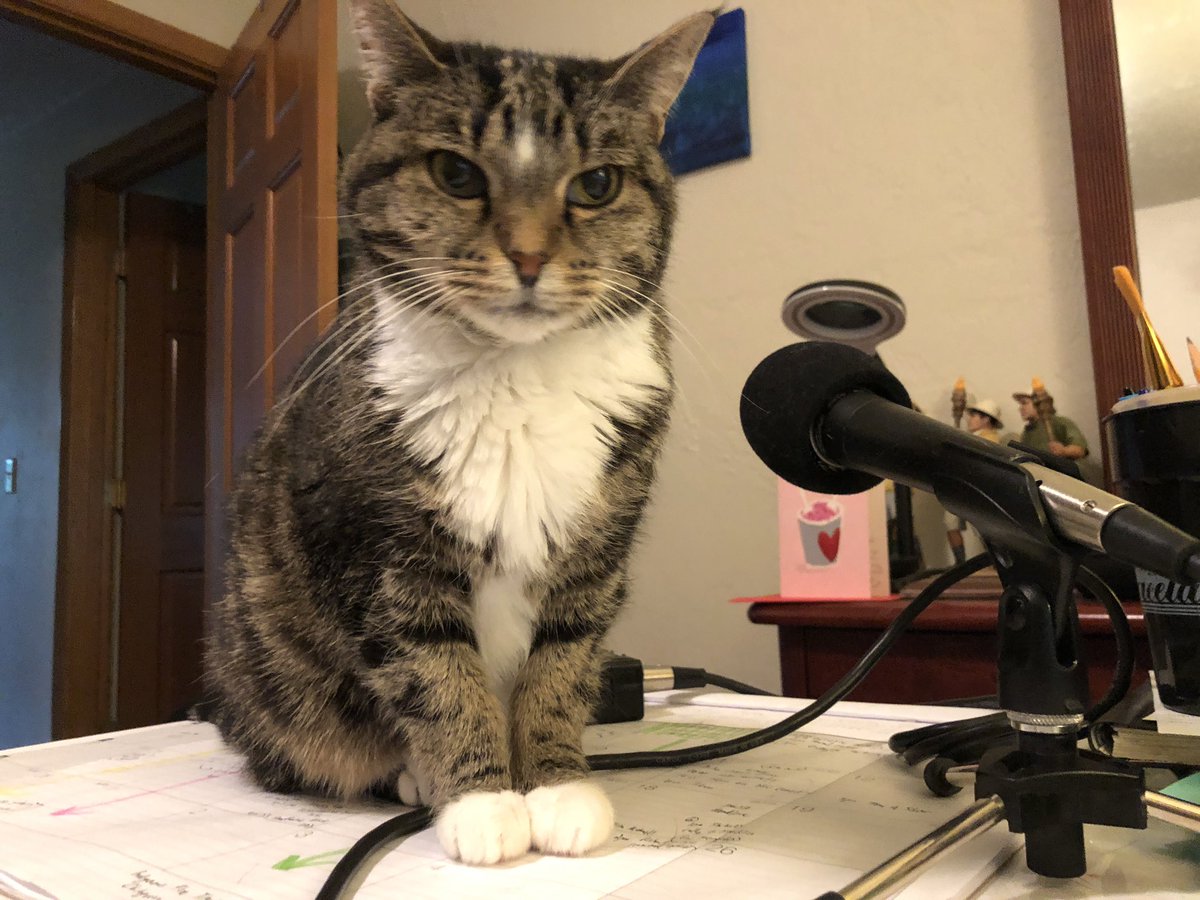 bcbull's tweet photo. #Caturday finds Sydney preparing for her #pawedcast. 😼🎤🎧🎬 Have a good weekend, everyone. https://t.co/Cm5efakZMG