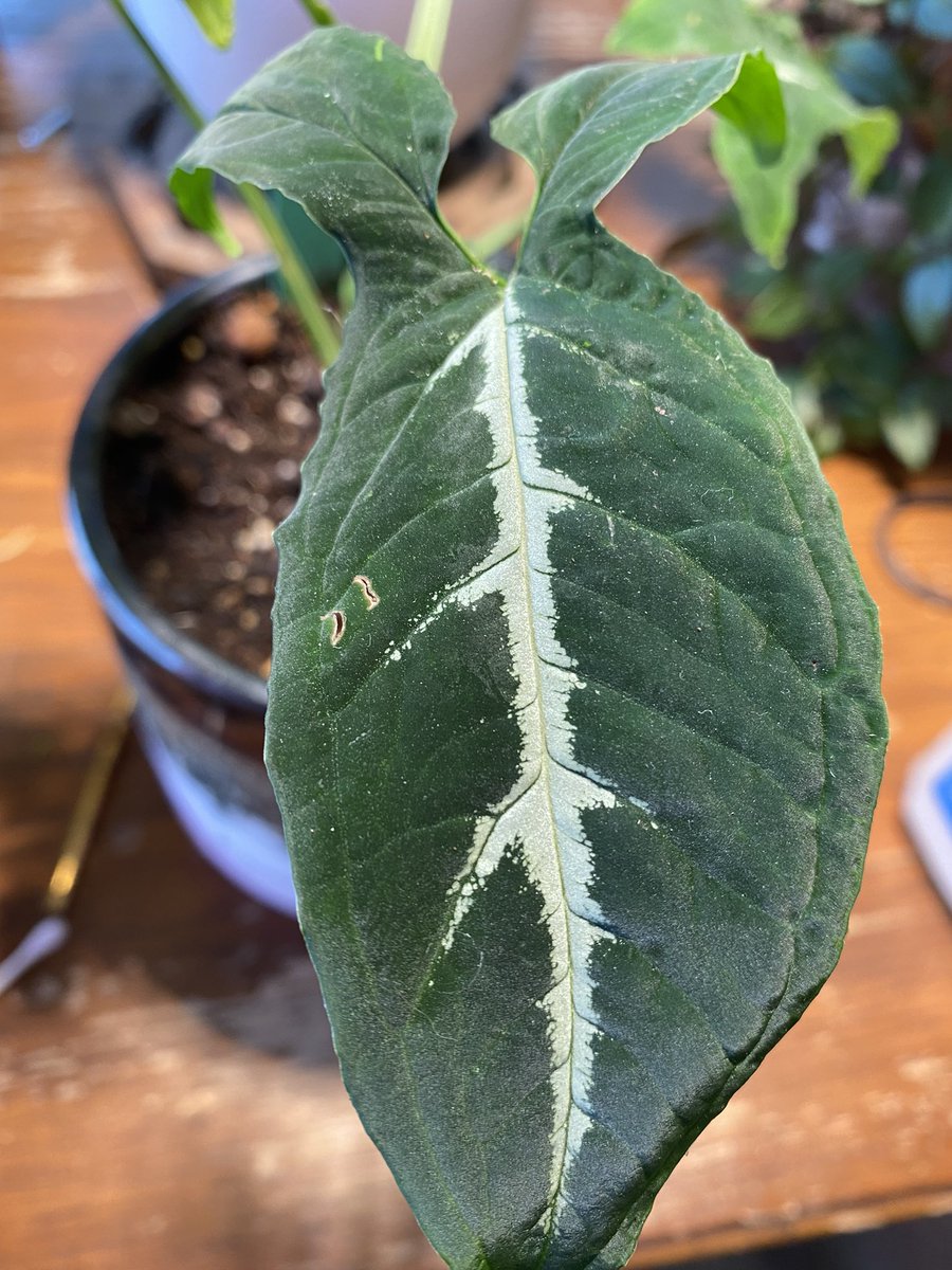 LightBringer50's tweet photo. Real talk Plant parents, pests are a real thing. No matter how much you are on top of your babies they happen. I use neem religiously and while doing a weekly check on this velvety #synognium #Wendlandii #Rayii I found a few mealies this would explain the yellowing leaf. https://t.co/LirV5DQj9l