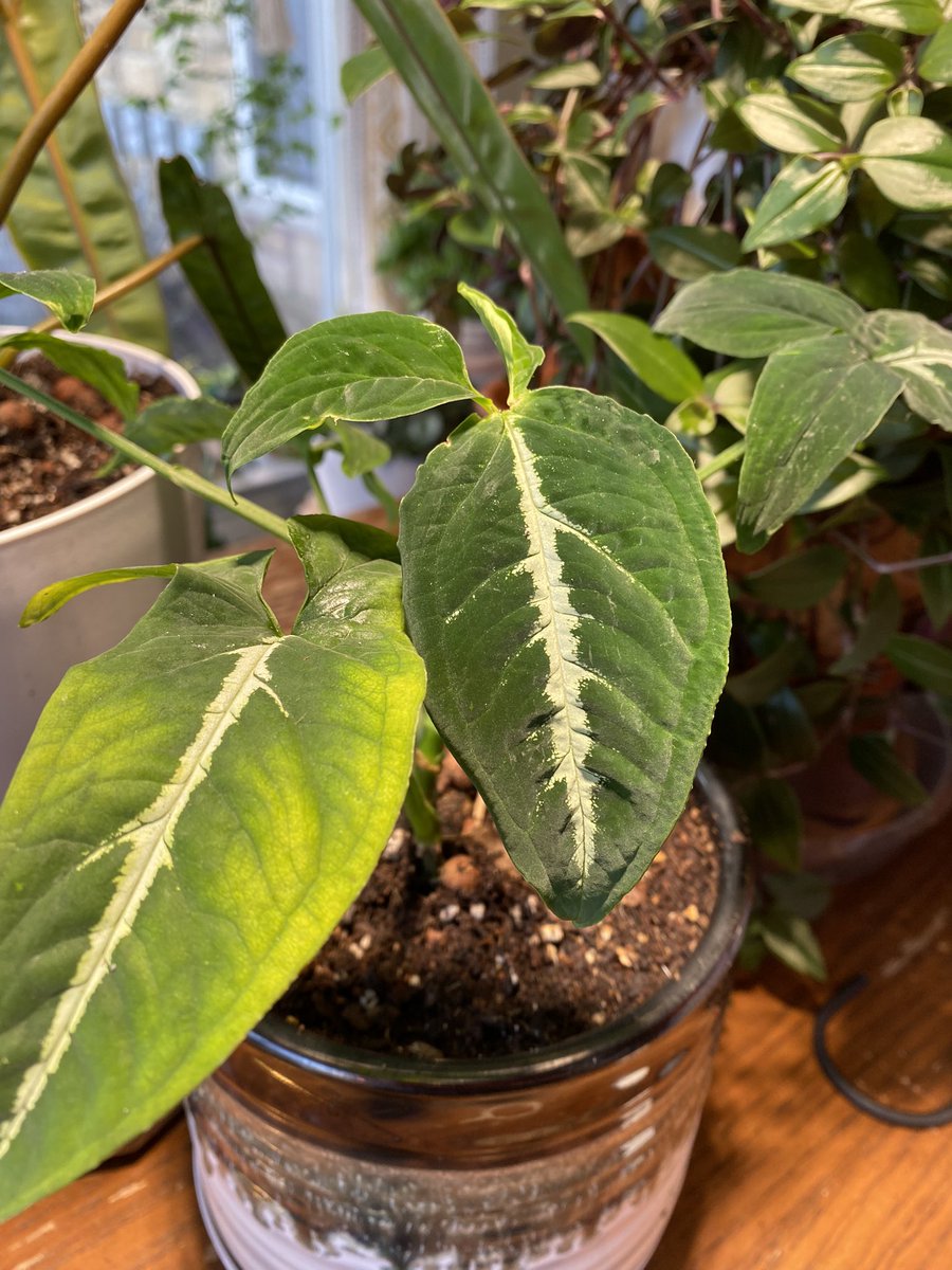 LightBringer50's tweet photo. Real talk Plant parents, pests are a real thing. No matter how much you are on top of your babies they happen. I use neem religiously and while doing a weekly check on this velvety #synognium #Wendlandii #Rayii I found a few mealies this would explain the yellowing leaf. https://t.co/LirV5DQj9l