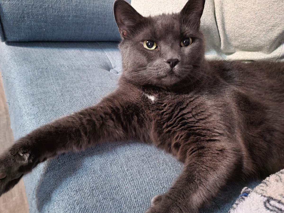 Alia_Jess's tweet photo. @thefouchoe Just asked Tali that same question and she was like I'm literally a cat. where the f are my treats https://t.co/H6ErdKZPLL