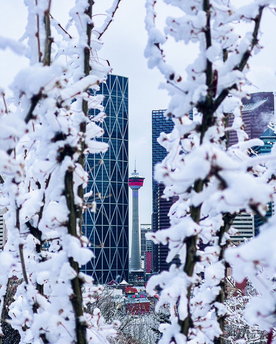 TheCalgaryTower's tweet photo. Saturday! What's happening today? (πΈ: canadiancapture on Instagram)
#calgarytower #yyc #yycliving #yycviews #capturecalgary #mycalgarytower #lifeincalgary #tourismcalgary #saturdays #weekend https://t.co/kwp9ktrQNS