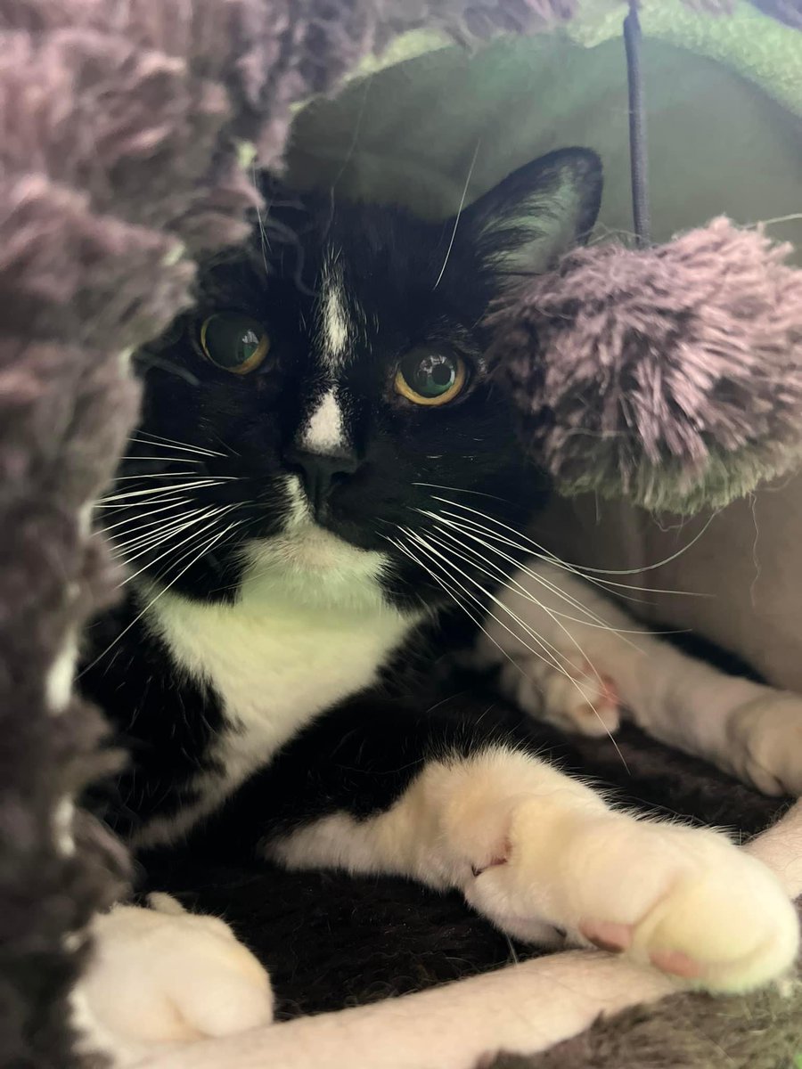 SAINTSrescue's tweet photo. #Caturday #CatsOfTwitter #CaturdayMotivation  #saintsrescue #animalsanctuary https://t.co/lhiT2t8oRw