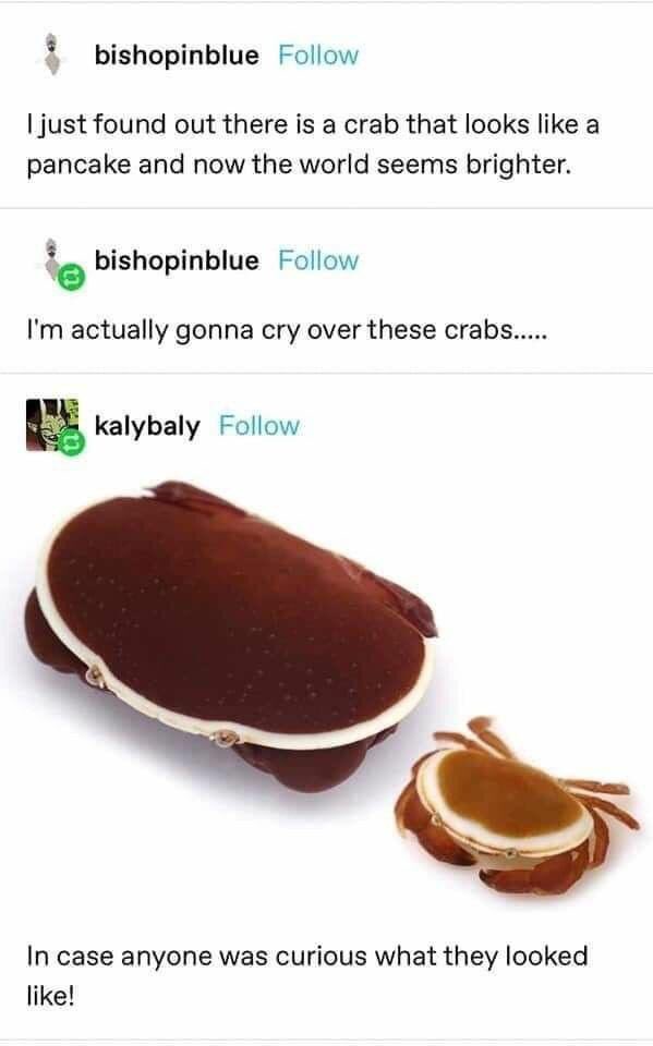 Pancake crab…….. 🥺 