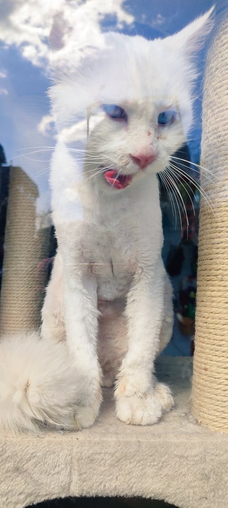 ayudaaanimales2's tweet photo. Está lleno de heridas por mordisco parece.. 
Es un gatete precioso de unos 2 años, súper cariñoso y ronronrante 😍♥️.
Una vez recuperado se pondra en adopción solo en #madrid
Es negativo ha todo y está esterilizado☺️ https://t.co/CCjHwC4gxD