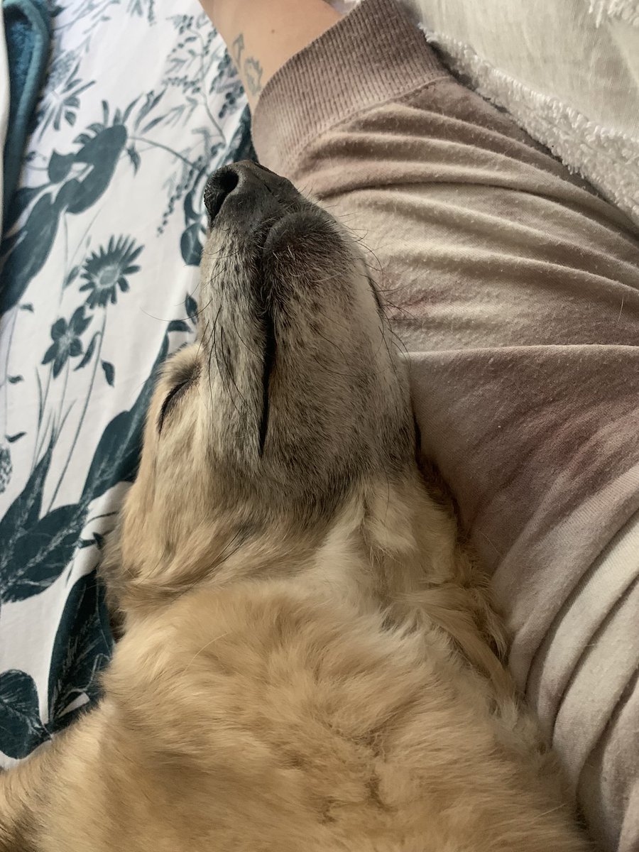 Emily & Nibby 🌈🇪🇸🐶♥️ tweet media