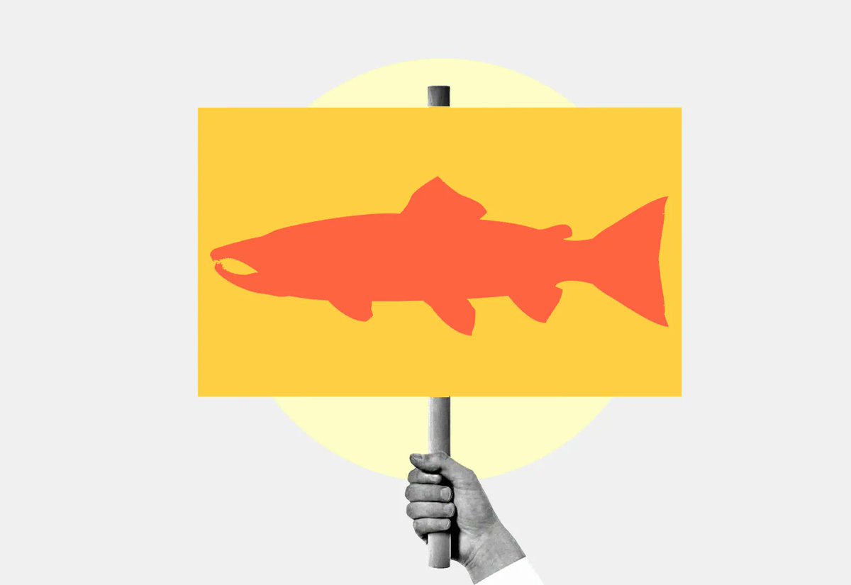 IndianAffairs's tweet photo. The lawsuit seeks declaratory relief that salmon have the inherent right to flourish, Tribe has responsibility to protect salmon, & the city is engaged in intentional violation of these rights. #CultureBack #SalmonBack #RelationsBack #EverythingBack READ https://t.co/A5QuWp1TQZ https://t.co/KZ0ySf66Rh